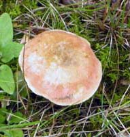 A mature cap is paler in color as it ages. 